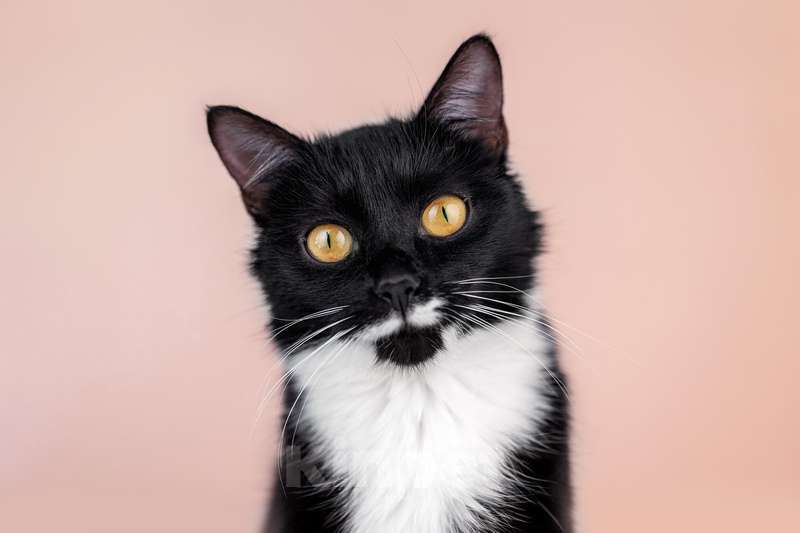 Кошки в Москве: Маркиза Дарья, черно-белая кошка в добрые руки Девочка, Бесплатно - фото 1