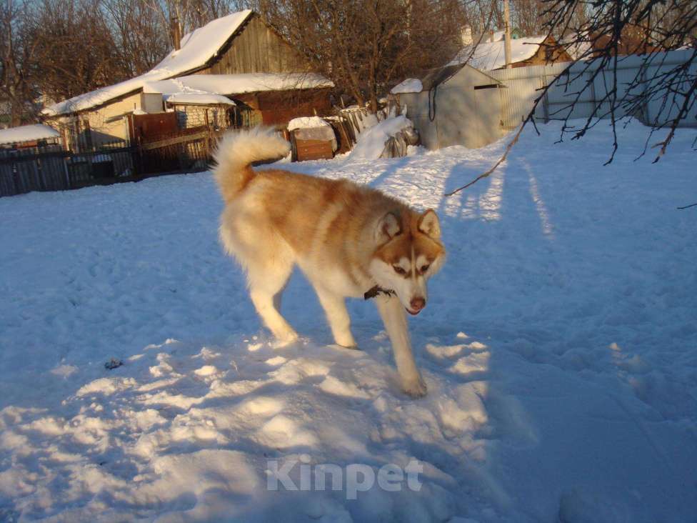 Собаки в Липецке: Хаски Вязка, 1 000 руб. - фото 1