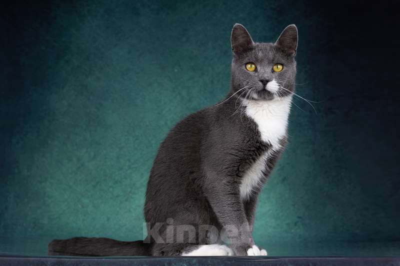 Кошки в Москве: Русский голубой кот Амурчик в дар Мальчик, 1 руб. - фото 3