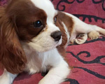 Собаки в Москве: Щенки Кавалер Кинг Чарльз спаниеля Мальчик, 45 000 руб. - фото 1