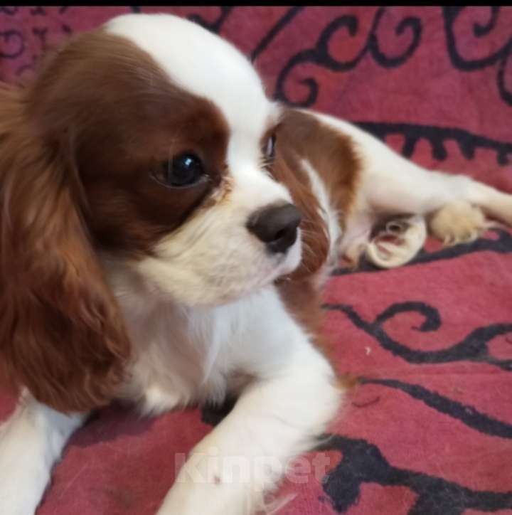 Собаки в Москве: Щенки Кавалер Кинг Чарльз спаниеля Мальчик, 45 000 руб. - фото 1