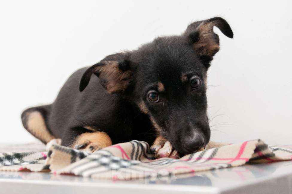 Собаки в Москве: Щенок-девочка в добрые руки Девочка, Бесплатно - фото 4