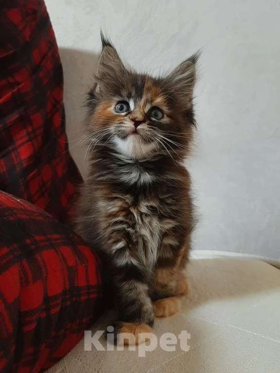 Кошки в Москве: Калипсо Девочка, 40 000 руб. - фото 1