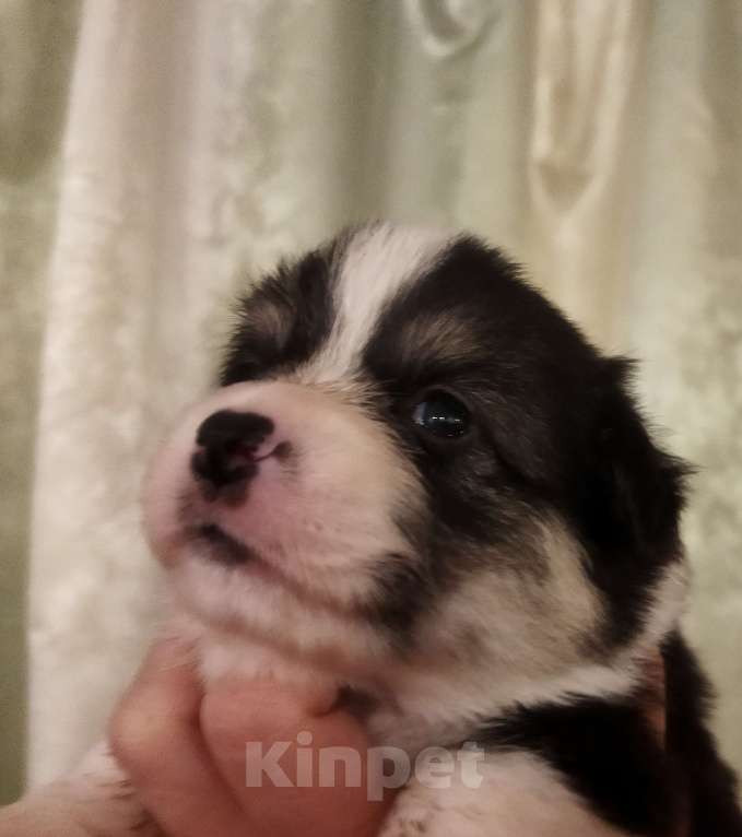 Собаки в Москве: Малыши вельш корги пемброк для раннего резервирования Мальчик, 70 000 руб. - фото 7