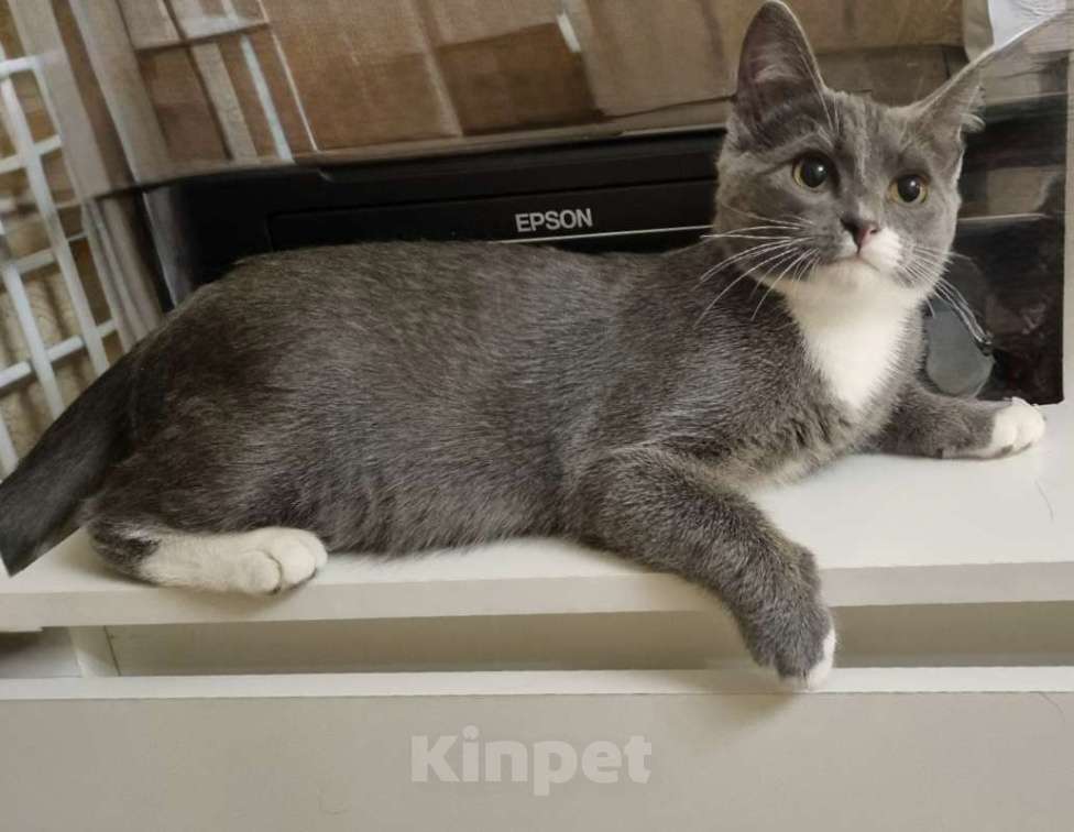 Кошки в Санкт-Петербурге: Котенок Волчок - серый бочок ищет дом Мальчик, Бесплатно - фото 7