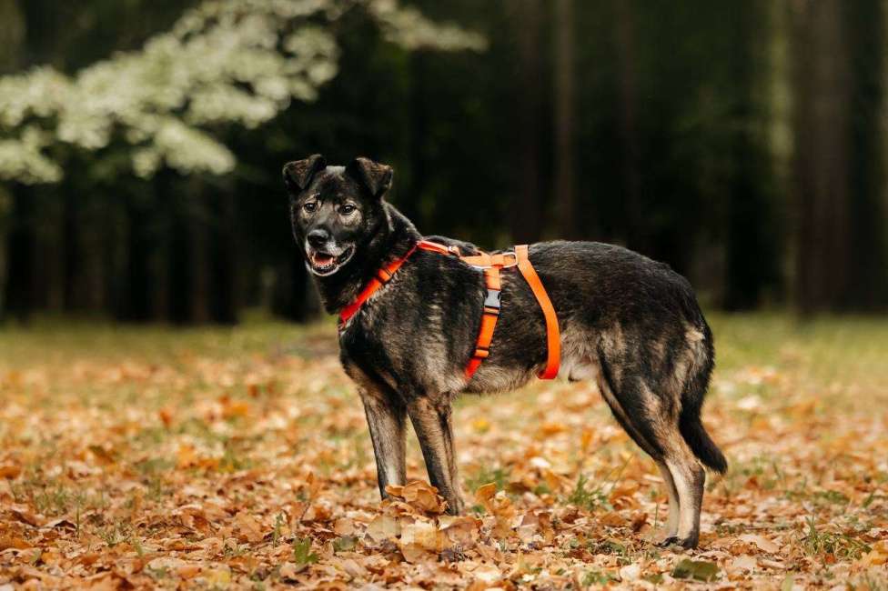 Собаки в Москве: Интеллигентный и скромный Райд ищет дом Мальчик, Бесплатно - фото 6