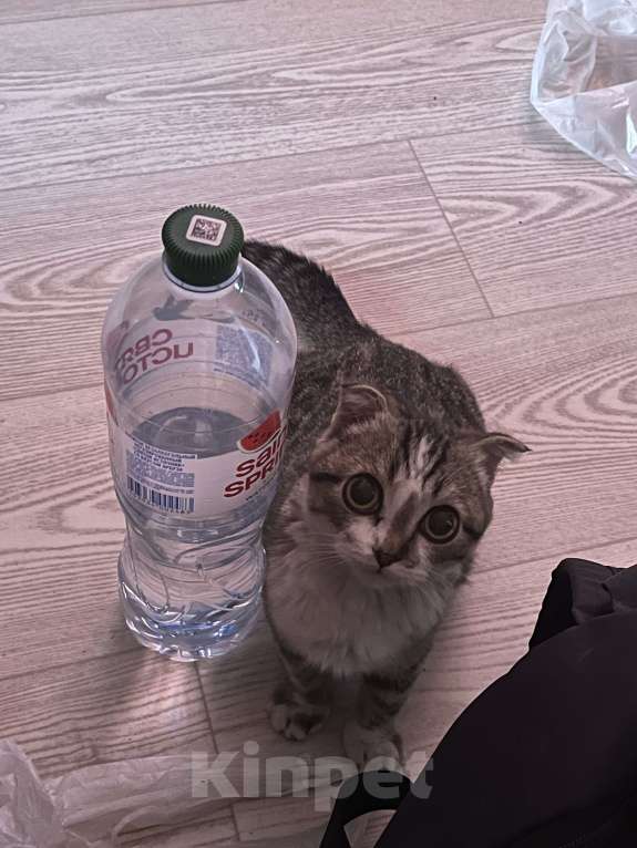 Кошки в Кемерово: Отдам котенка в добрые руки Мальчик, Бесплатно - фото 2