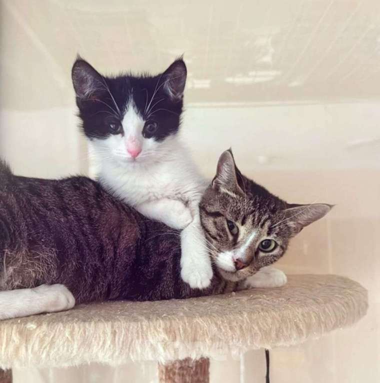 Кошки в Балашихе: котята в поисках дома Девочка, Бесплатно - фото 2