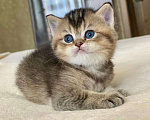 Кошки в Нижнем Новгороде: Очень милая и контактная  Девочка, 15 000 руб. - фото 2