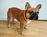 Собаки в Уфе: Французский бульдог вязка Мальчик, 15 000 руб. - фото 2