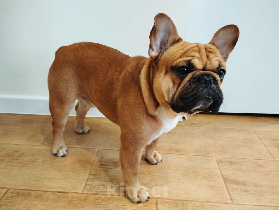 Собаки в Уфе: Французский бульдог вязка Мальчик, 15 000 руб. - фото 2
