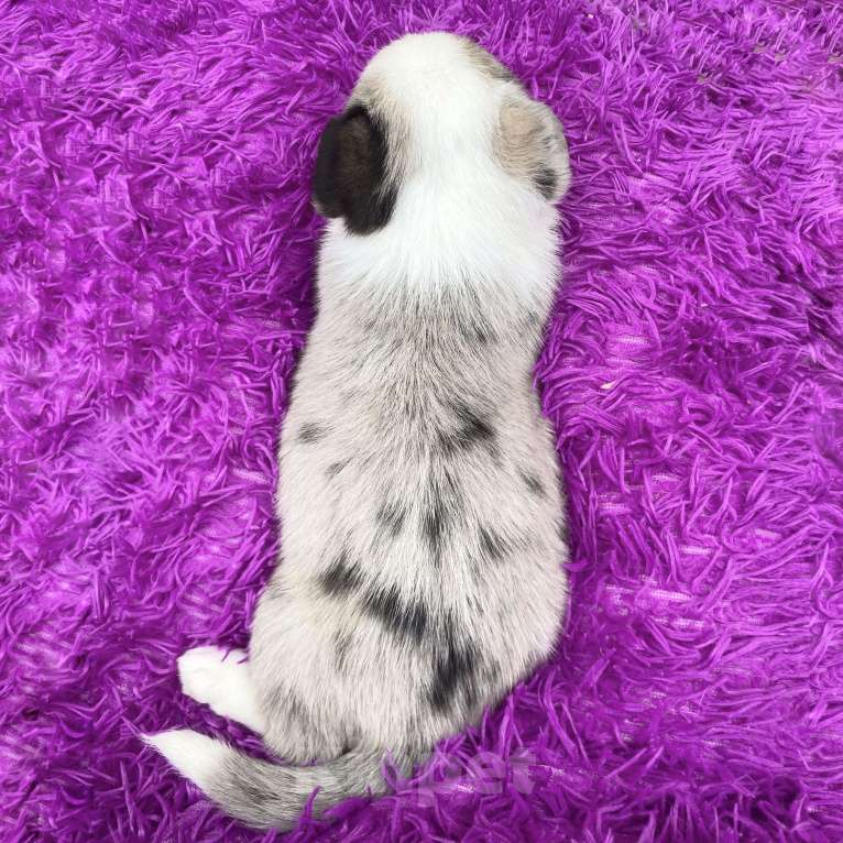 Собаки в Москве: Щенки вельш-корги кардиган Мальчик, Бесплатно - фото 5