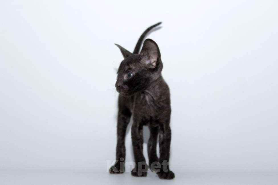 Кошки в Москве: малыши к резервированию. питомник Корнелита Мальчик, 70 000 руб. - фото 4