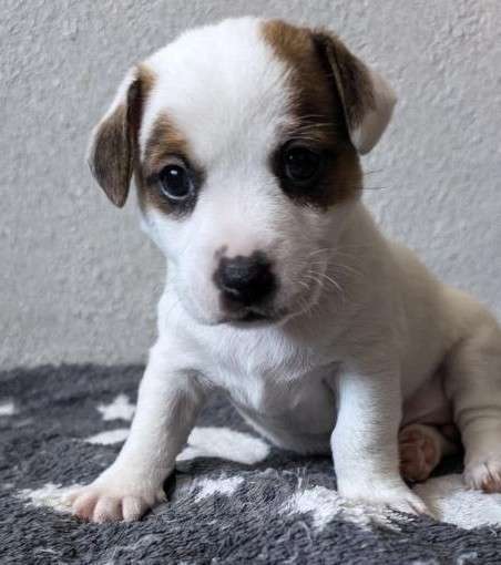 Собаки в Балтийске: Джек Рассл терьер девочка Девочка, Бесплатно - фото 1