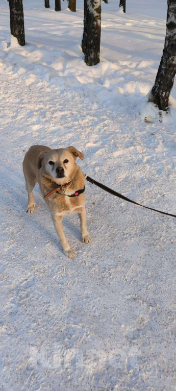Собаки в Москве: Молодая маленькая Бэлла в добрые руки! Девочка, Бесплатно - фото 1