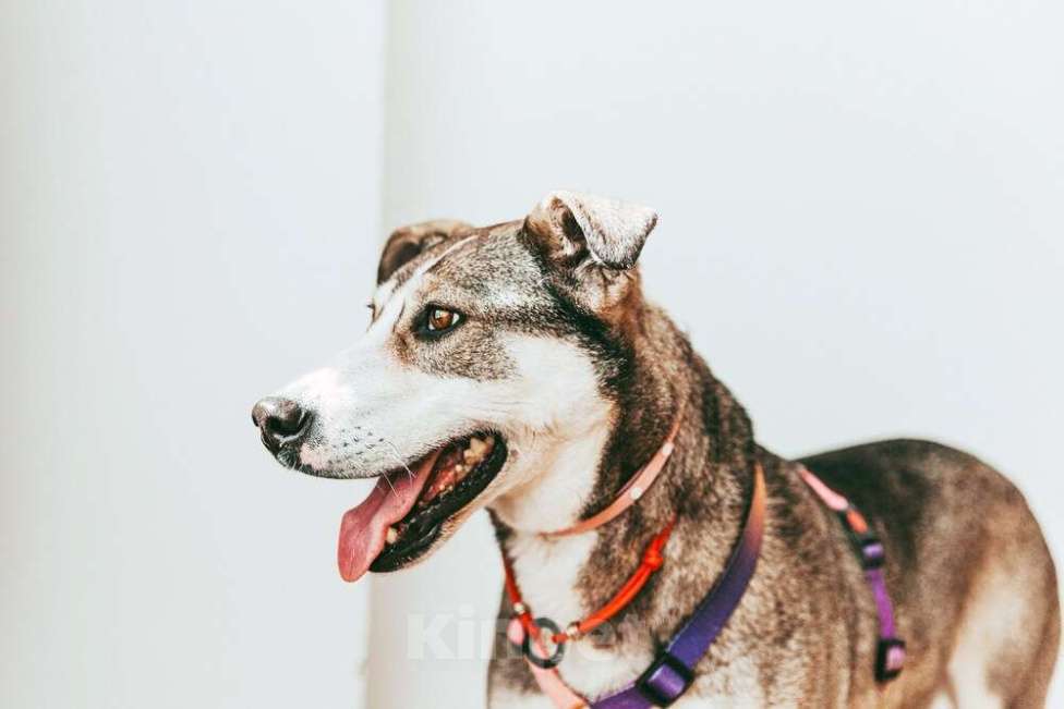 Собаки в Москве: Собака Евушка мечтает о доме, но ее никто не замечает Девочка, 1 руб. - фото 2