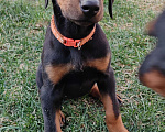 Собаки в других городах Краснодарского края: Щенки добермана Девочка, 25 000 руб. - фото 3