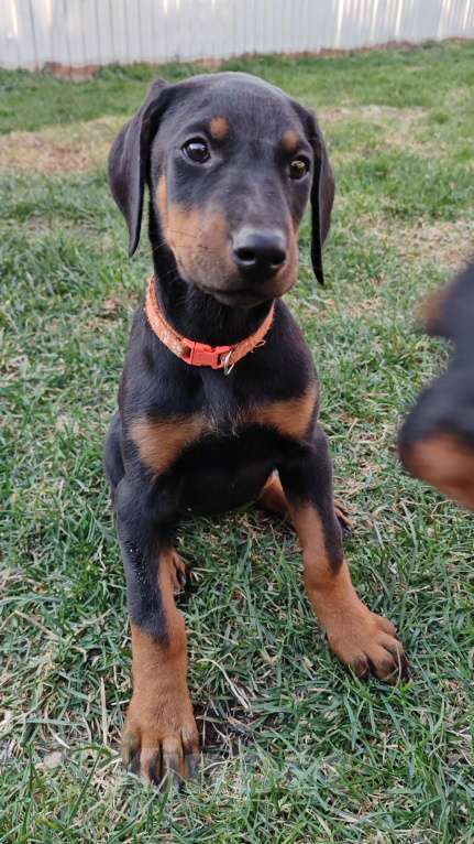 Собаки в других городах Краснодарского края: Щенки добермана Девочка, 25 000 руб. - фото 3