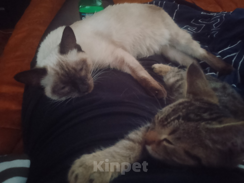 Кошки в Новоалтайске: Отдам котенка Мальчик, Бесплатно - фото 1