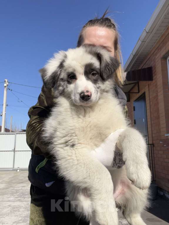 Собаки в Ростове-на-Дону: Щенок Девочка, 60 000 руб. - фото 1