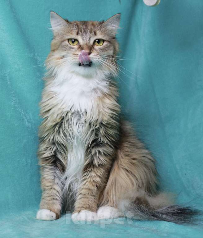 Кошки в Москве: Пусть мама увидит пусть мама придет  Девочка, Бесплатно - фото 3