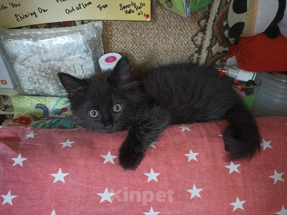 Кошки в Москве: Котенок от кошки-мышеловки в ответственные руки! Мальчик, Бесплатно - фото 2