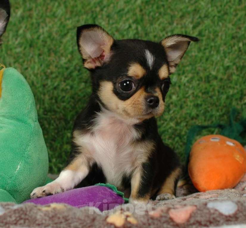Собаки в Москве: Мини мальчик чихуа Мальчик, 15 000 руб. - фото 1