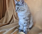 Кошки в Москве: Котенок курильского бобтейла Разнополые, 25 000 руб. - фото 4