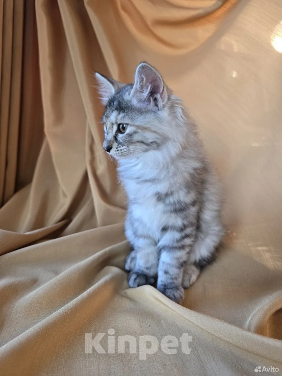 Кошки в Москве: Котенок курильского бобтейла Разнополые, 25 000 руб. - фото 4