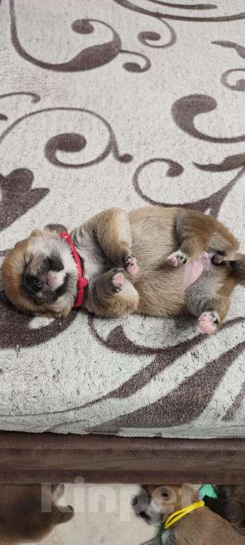 Собаки в Стерлитамаке: Щенок сиба-ину Девочка, 40 000 руб. - фото 7