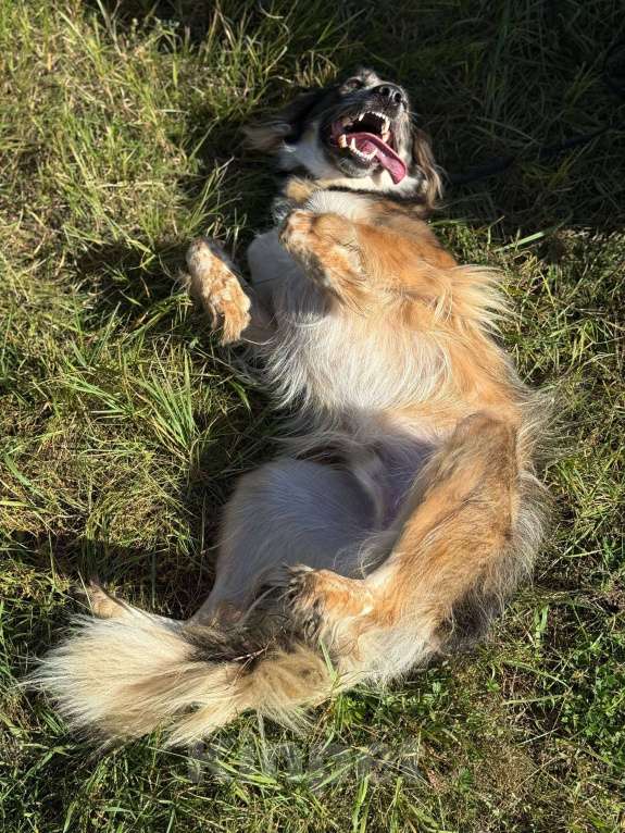 Собаки в Москве: Мистер улыбка Мультик Мальчик, Бесплатно - фото 7