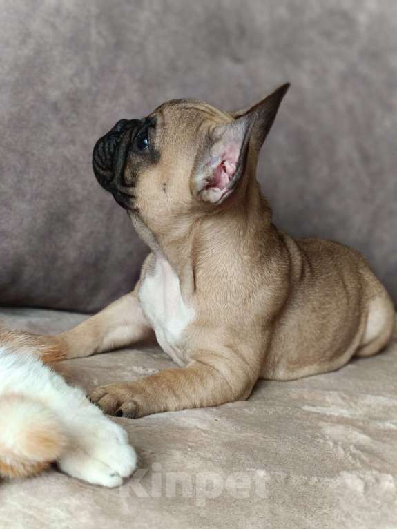 Собаки в других городах Воронежской области: Щенок французский бульдог девочка Девочка, 50 000 руб. - фото 2