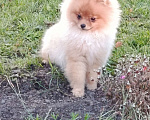 Собаки в Тюмени: Шпиц померанский Мальчик, 40 000 руб. - фото 4