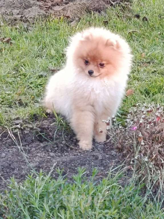 Собаки в Тюмени: Шпиц померанский Мальчик, 40 000 руб. - фото 4