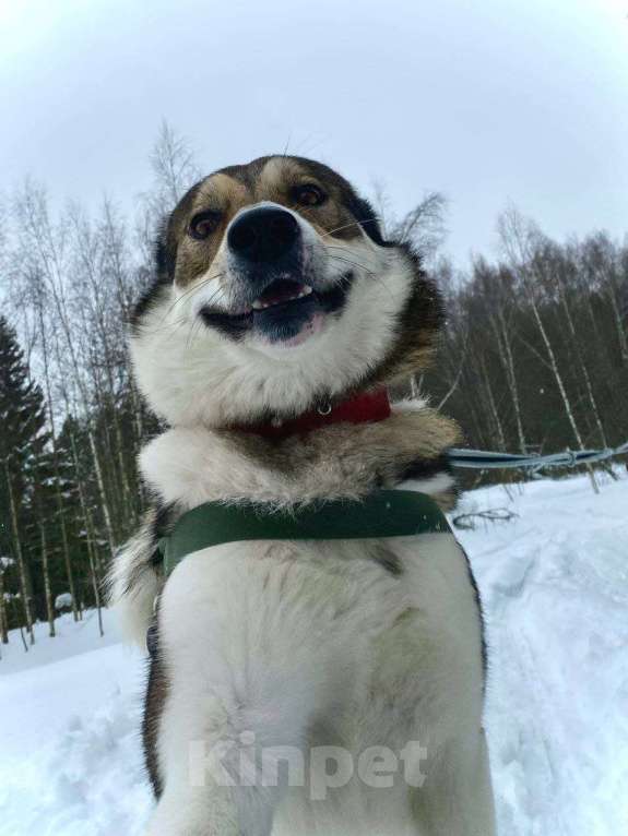Собаки в Королеве: Лорд- пес для мужчин Мальчик, Бесплатно - фото 2