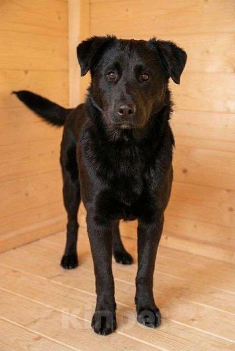 Собаки в Москве: Кира и Миша, ласковые умные щенки-подростки ищут дом Мальчик, Бесплатно - фото 3