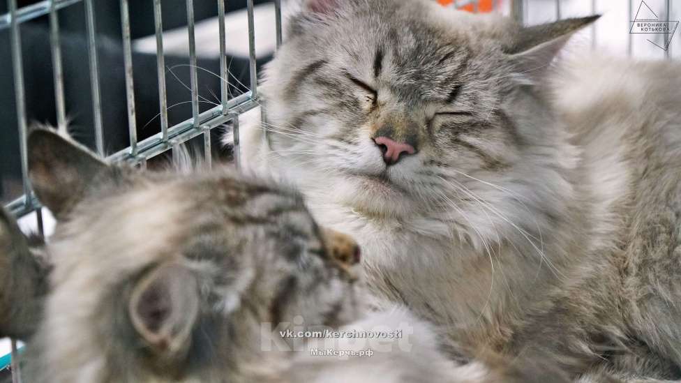 Кошки в Севастополе: Акбарс - великолепный ждет невест Мальчик, 5 000 руб. - фото 2