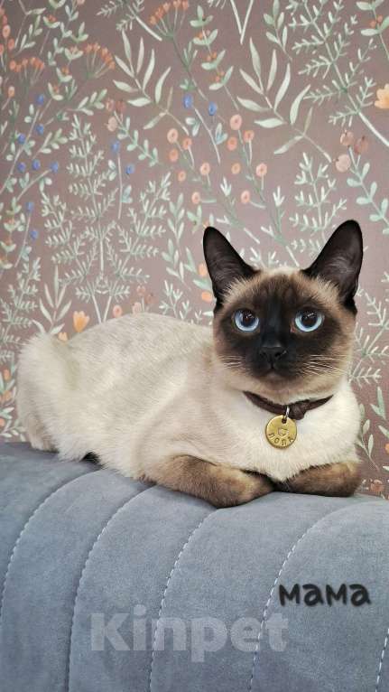 Кошки в Краснодаре: Тайский котенок Мальчик, 7 000 руб. - фото 6