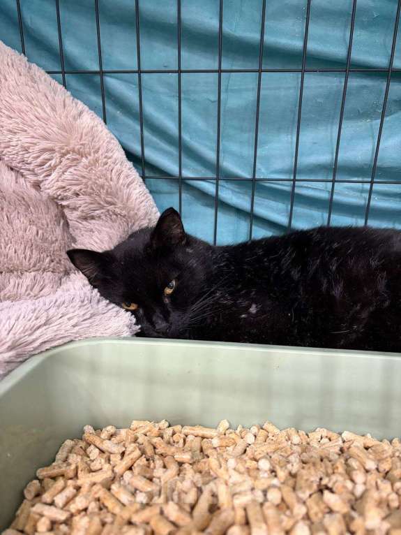 Кошки в Мурином: Леди ищет свой дом! Девочка, Бесплатно - фото 3