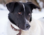 Собаки в Москве: Спокойный пёсик из приюта ищет дом Мальчик, Бесплатно - фото 2