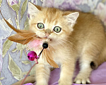 Кошки в Москве: Котик золотая шиншилла  Мальчик, 25 000 руб. - фото 1