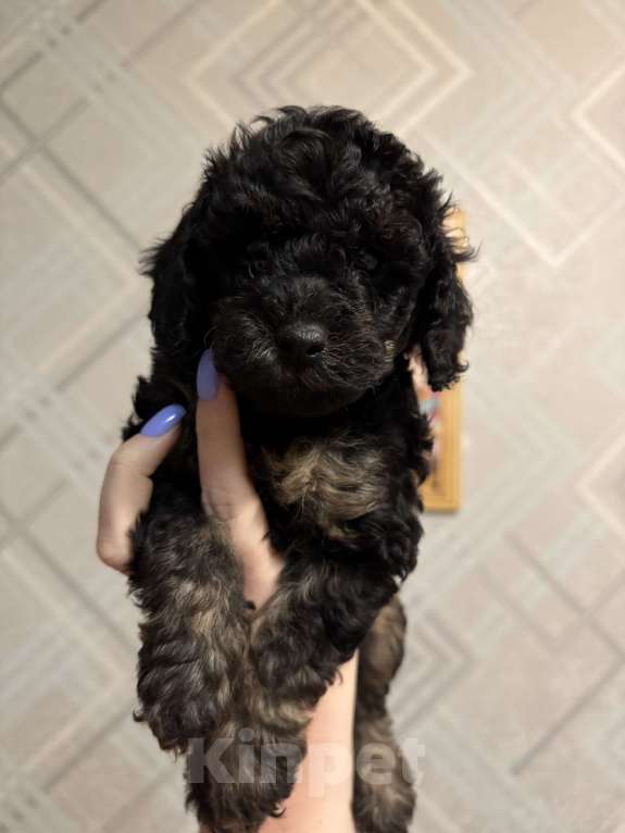 Собаки в Барнауле: Щенки карликового пуделя Девочка, 40 000 руб. - фото 3