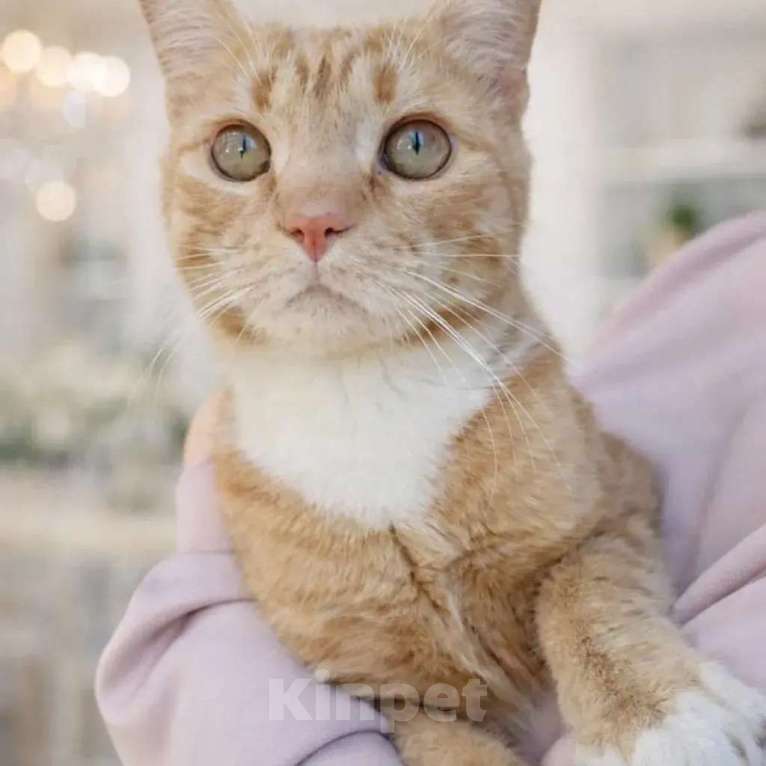 Кошки в других городах Московской области: Кот в добрые руки Мальчик, Бесплатно - фото 2