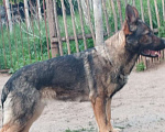 Собаки в Керчи: Щенки немецкой овчарки  Девочка, 70 000 руб. - фото 4