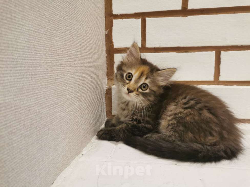 Кошки в Санкт-Петербурге: Кошечка пятнистая Девочка, Бесплатно - фото 1