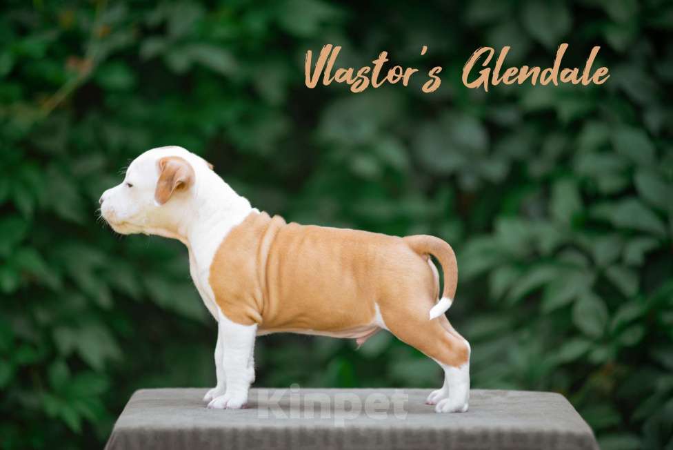 Собаки в Белгороде: Американский стаффордширский терьер  Мальчик, 50 000 руб. - фото 5