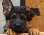 Собаки в Каменске-Уральском: щенки немецкой овчарки Мальчик, 25 000 руб. - фото 4