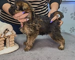 Собаки в Омске: Щенок брюссельского гриффона Мальчик, 50 000 руб. - фото 2