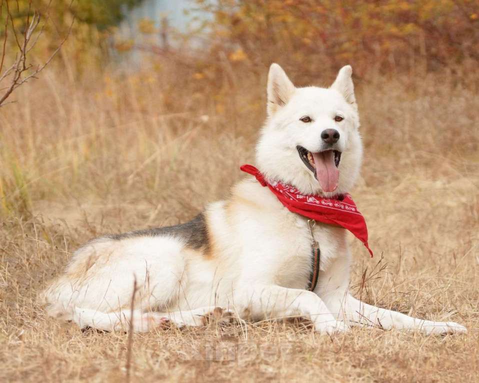 Собаки в других городах Московской области: Собака ждет дружную семью Мальчик, Бесплатно - фото 9