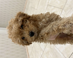 Собаки в Москве: Продаю своего той-пуделя (3 месяца) по личным обстоятельствам Мальчик, 55 000 руб. - фото 2